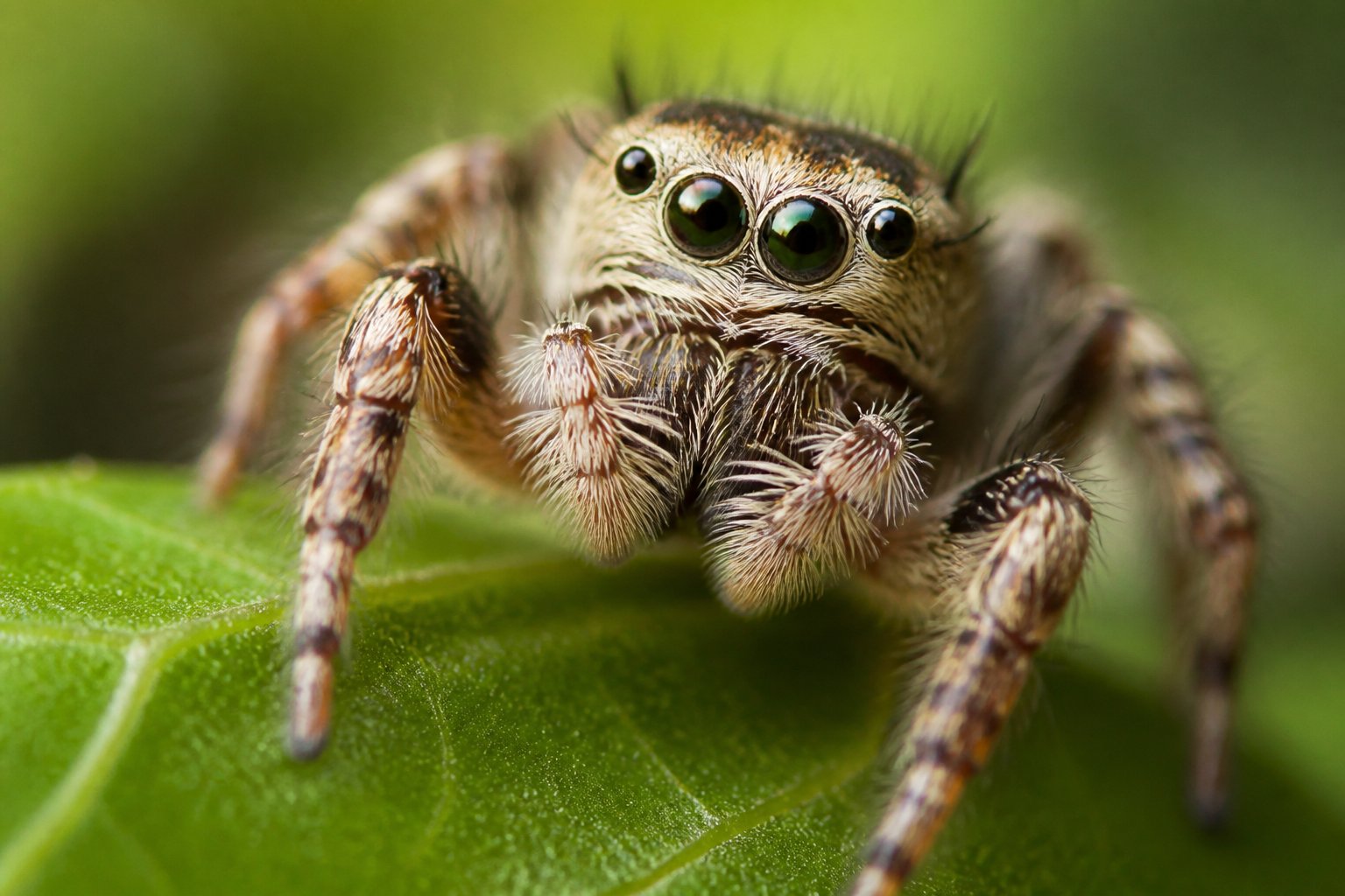 Close-up of a spider on a green leaf showing its multiple eyes with a blurred natural background.