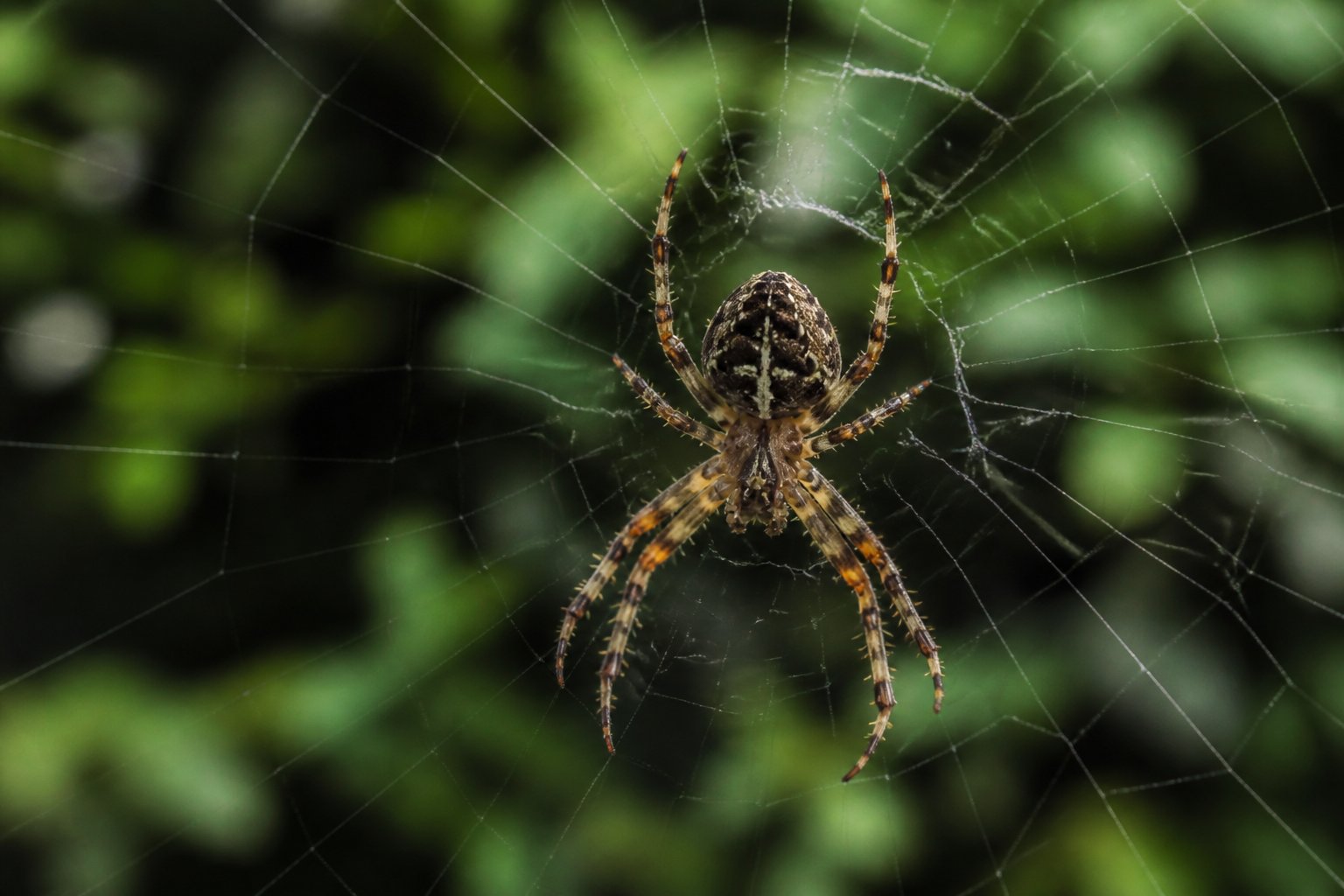 How Long Does It Take Spider To Starve? Key Factors How Long Does It Take Spider To Starve? Key Factors
