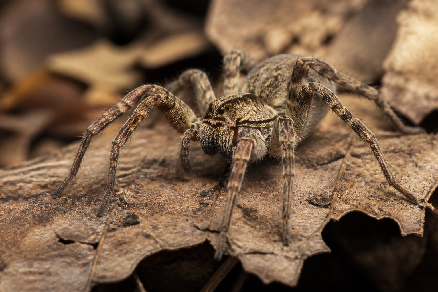 Close-up of a spider on a dry leaf in a natural outdoor setting with a blurred background.