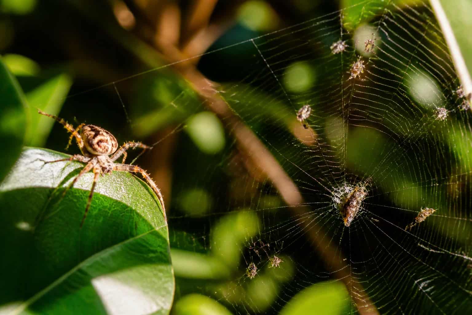 A close-up of a spider on a leaf spinning its web with small insects caught in it in a green garden.