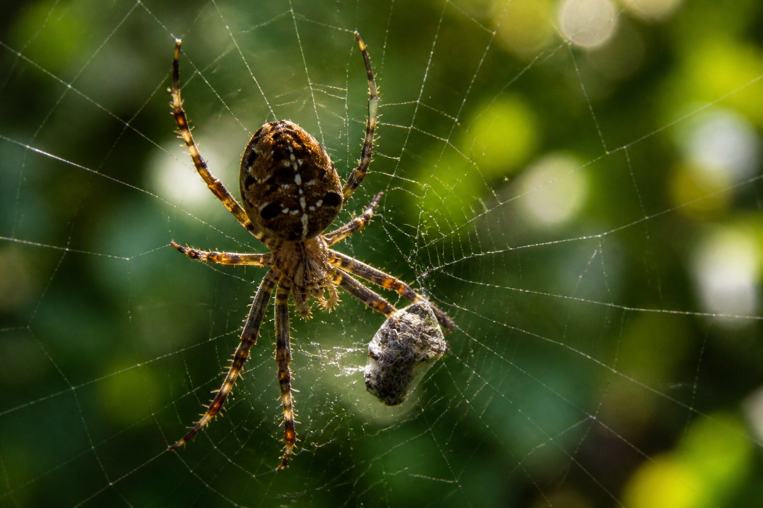 What Is the Function of Spiders in Nature? What Is the Function of Spiders in Nature?