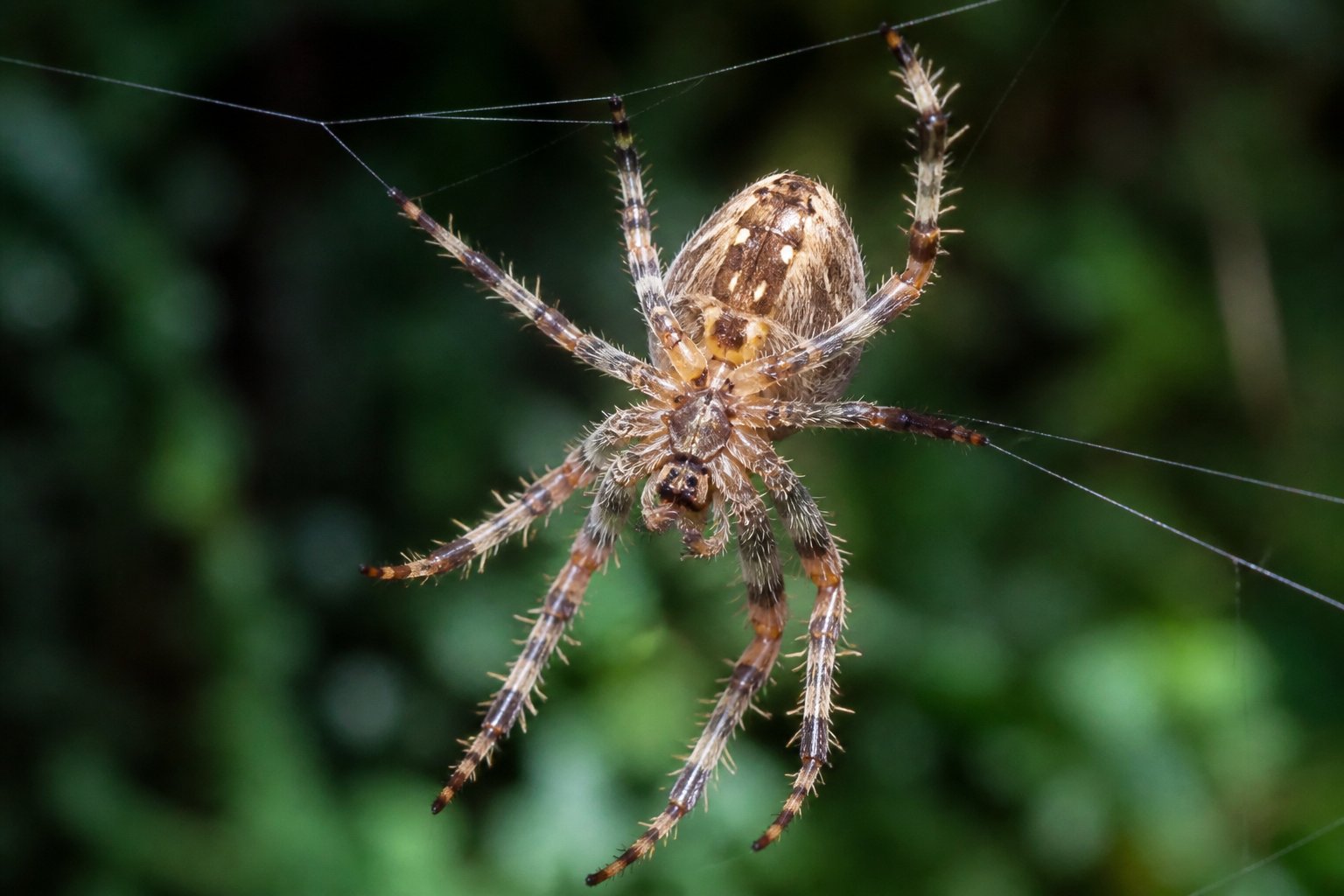 Close-up of a spider on its web showing its body and legs in a natural outdoor setting.
