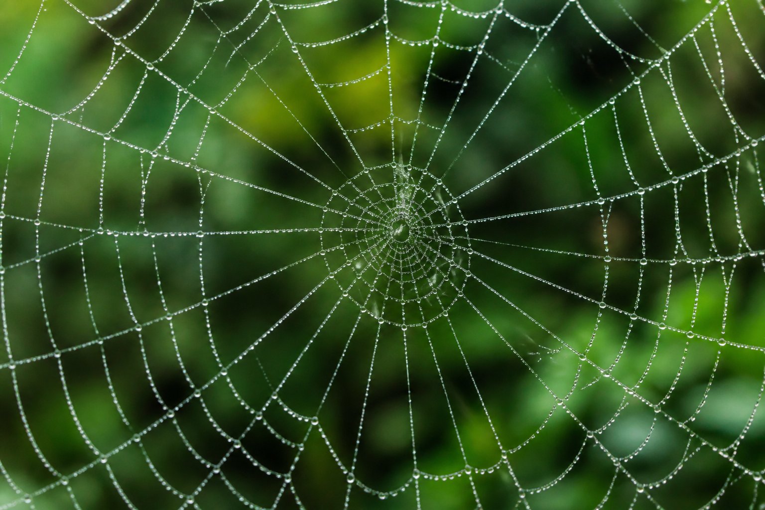 Close-up of a spider web with dew drops in a green outdoor environment.