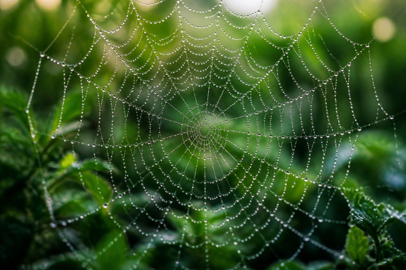 Close-up of a spider web with morning dew droplets against a blurred green background.