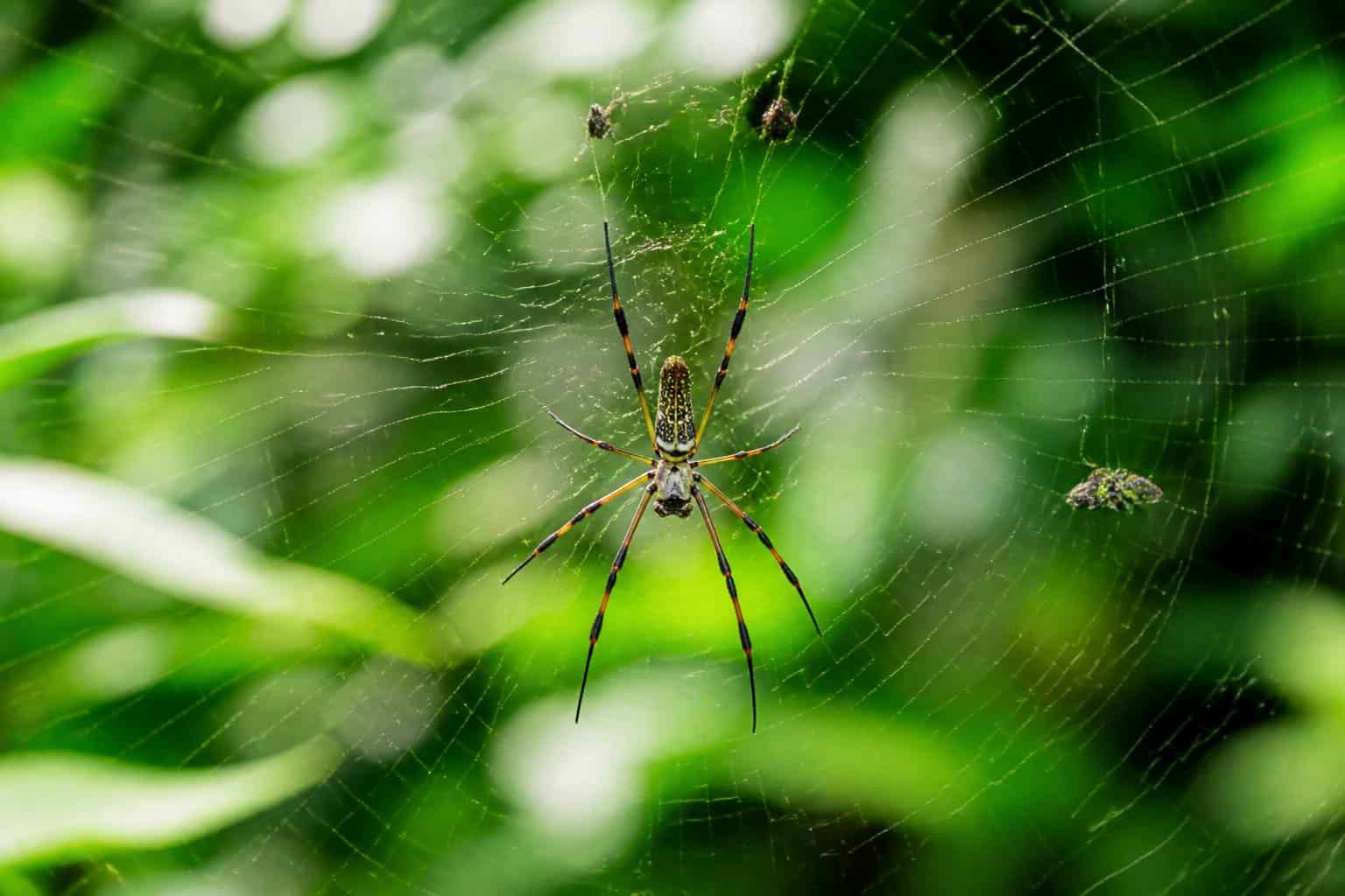 A spider sitting on its web surrounded by green plants with small insects caught in the web.