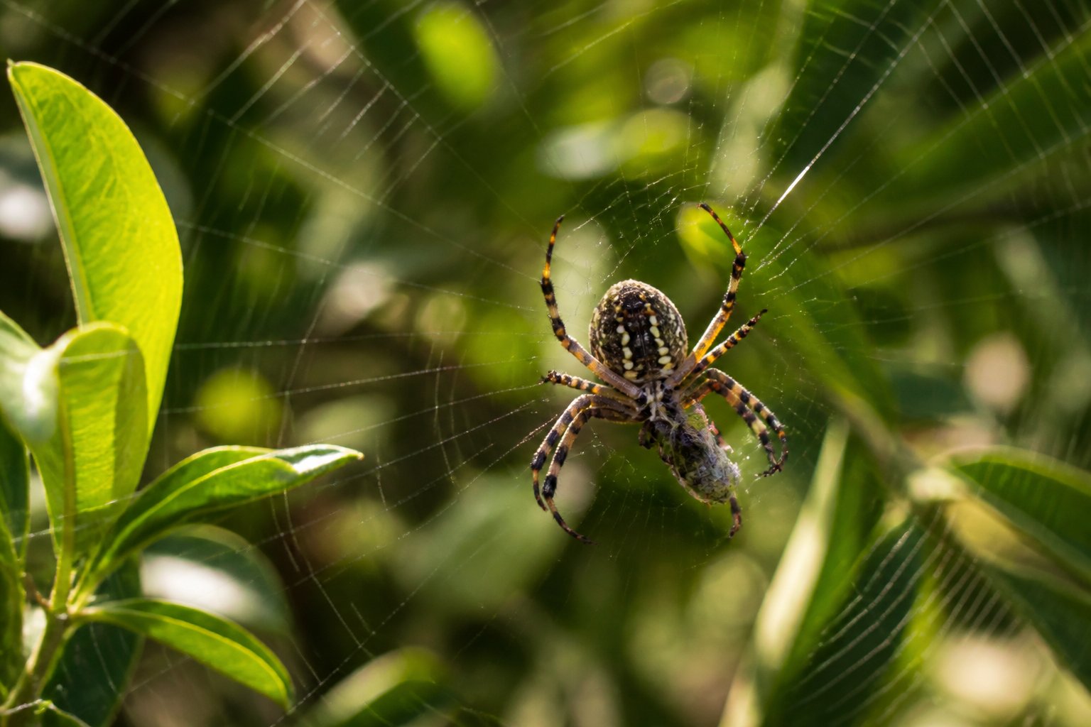 Close-up of a spider on its web in a garden with green leaves and a captured insect.