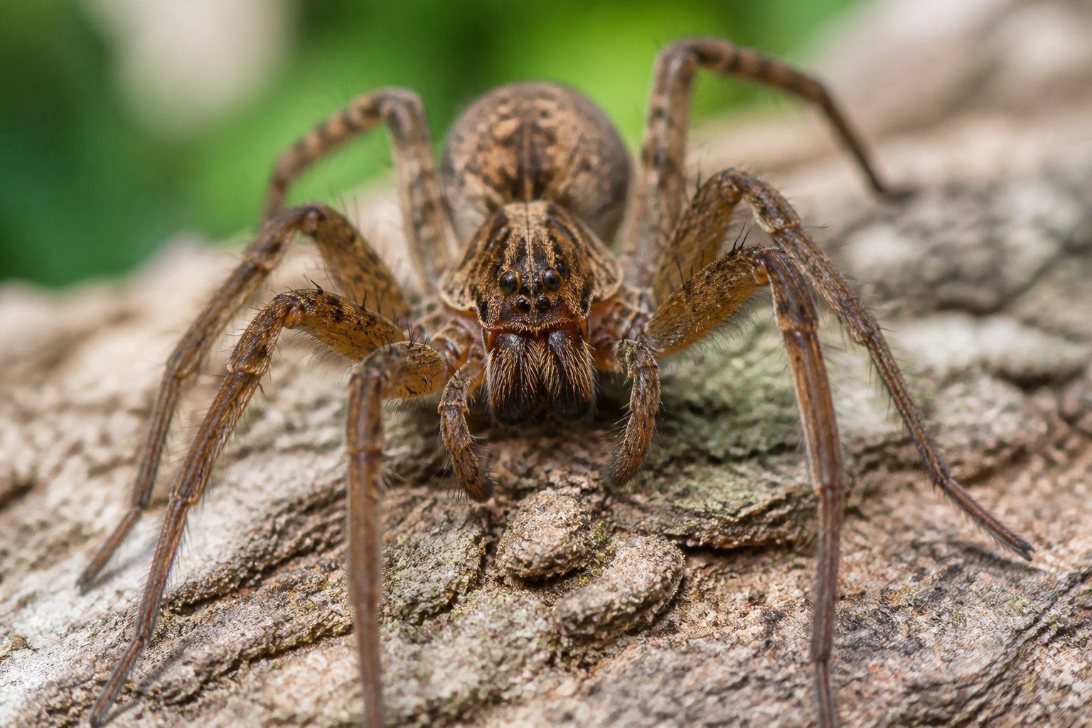 Close-up of a spider on a natural surface with a blurred background.