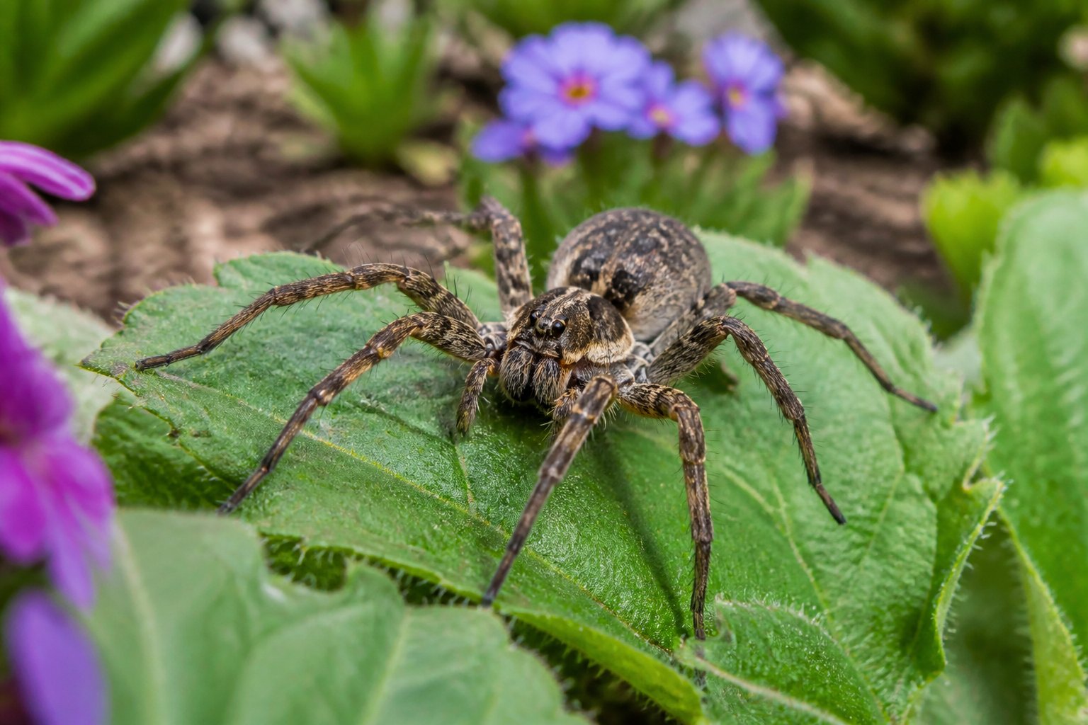 Close-up of a wolf spider on green leaves in a garden with plants and soil around it.