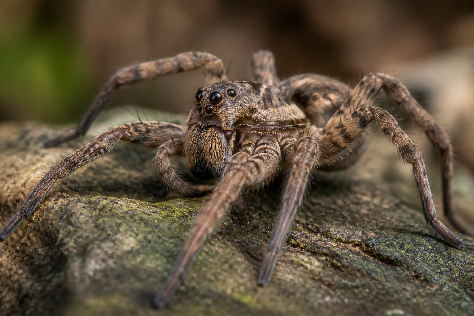 Close-up of a wolf spider on a rock with a blurred natural background.