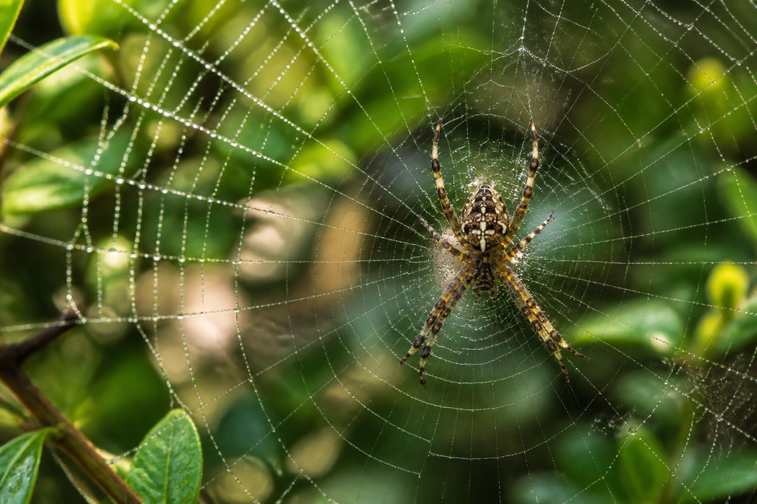A close-up of a spider weaving its web among green leaves in a natural outdoor setting.