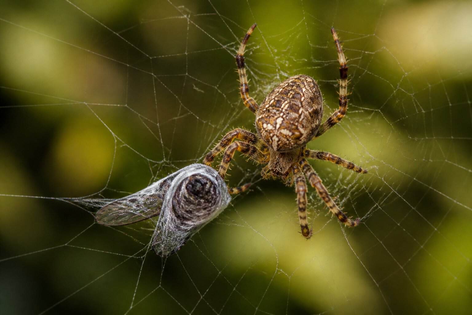 Close-up of a spider on its web with a trapped insect, preparing to eat.