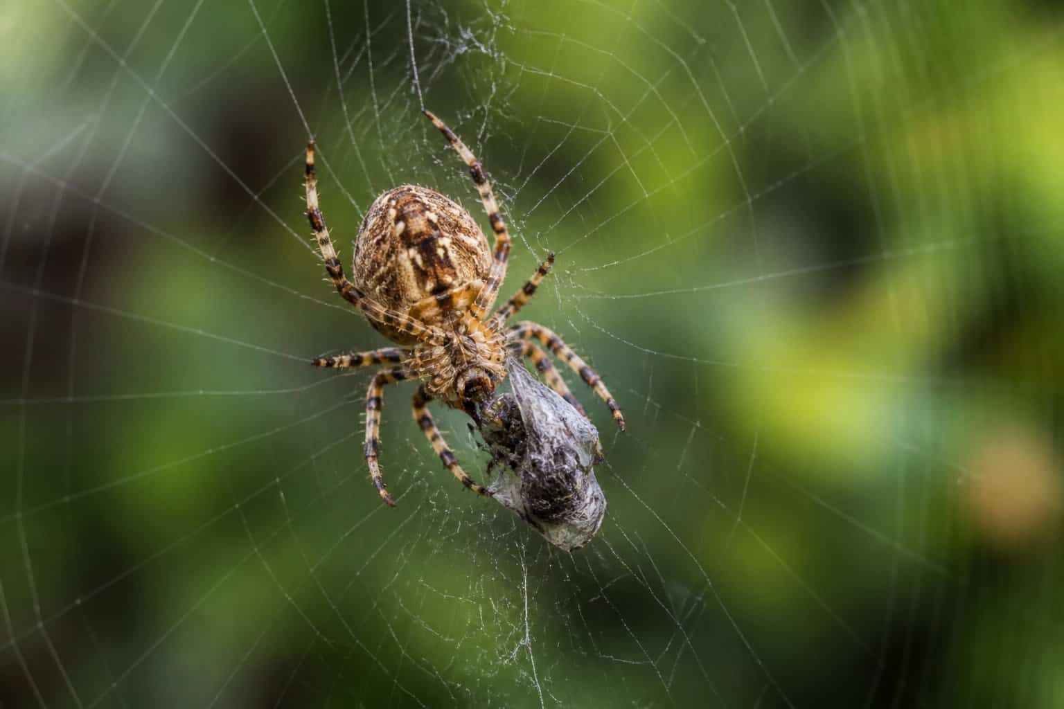 A spider on its web feeding on a small insect in a natural outdoor setting.