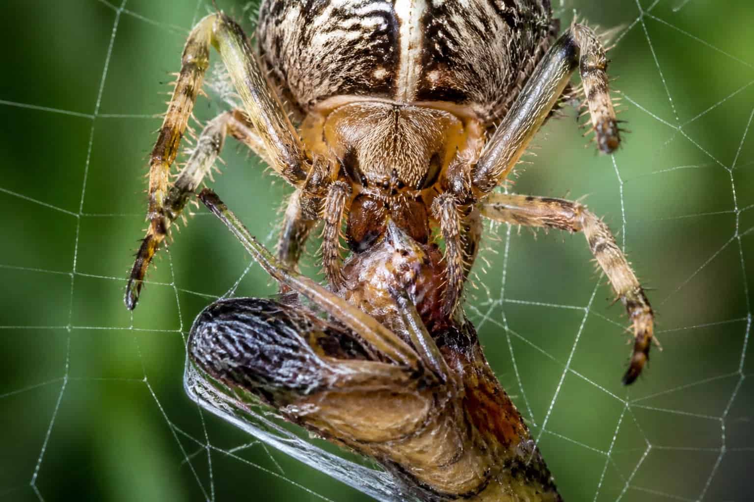 A spider feeding on an insect caught in its web, injecting digestive enzymes to consume its prey.