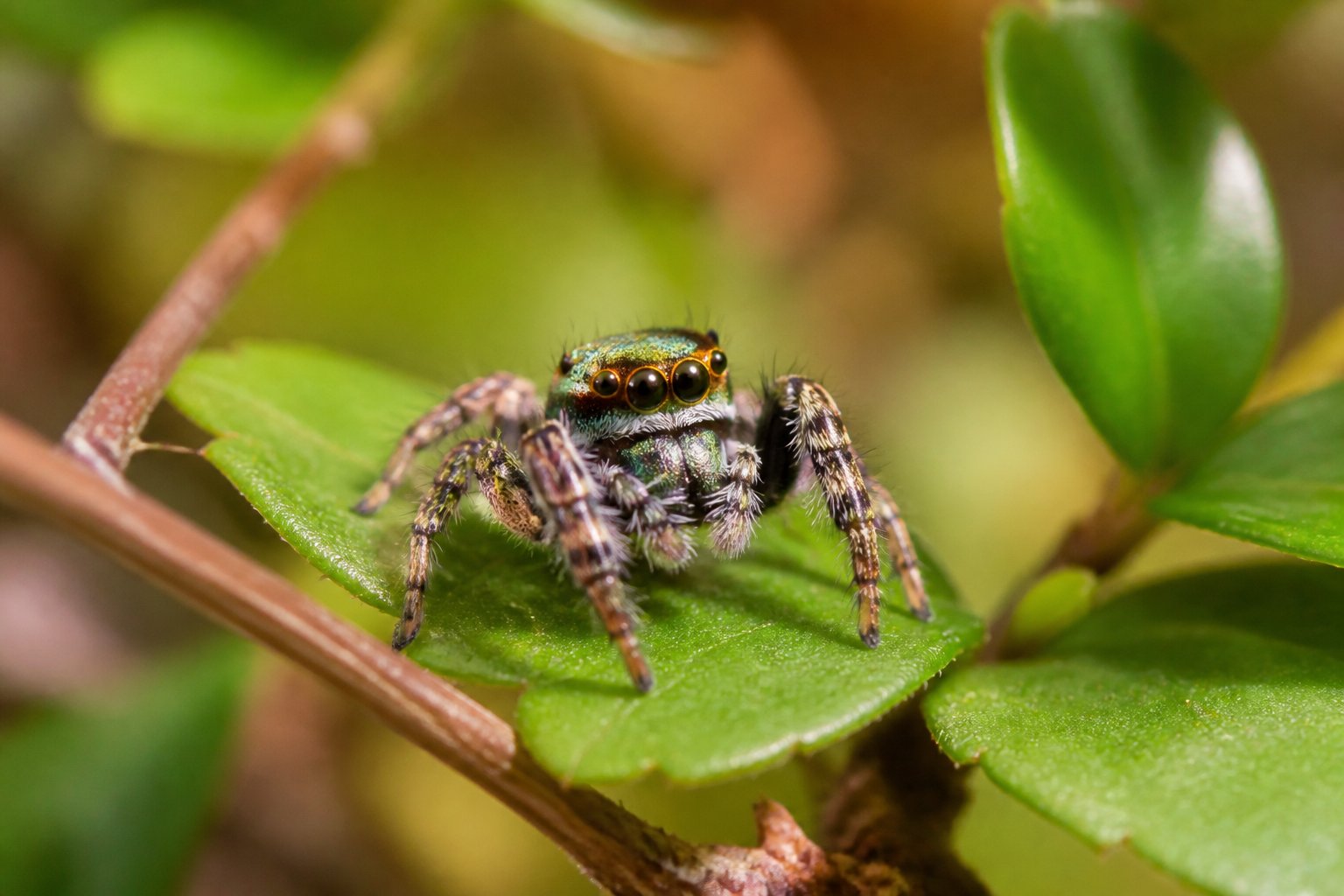 A close-up of a jumping spider on green leaves in a natural outdoor setting.
