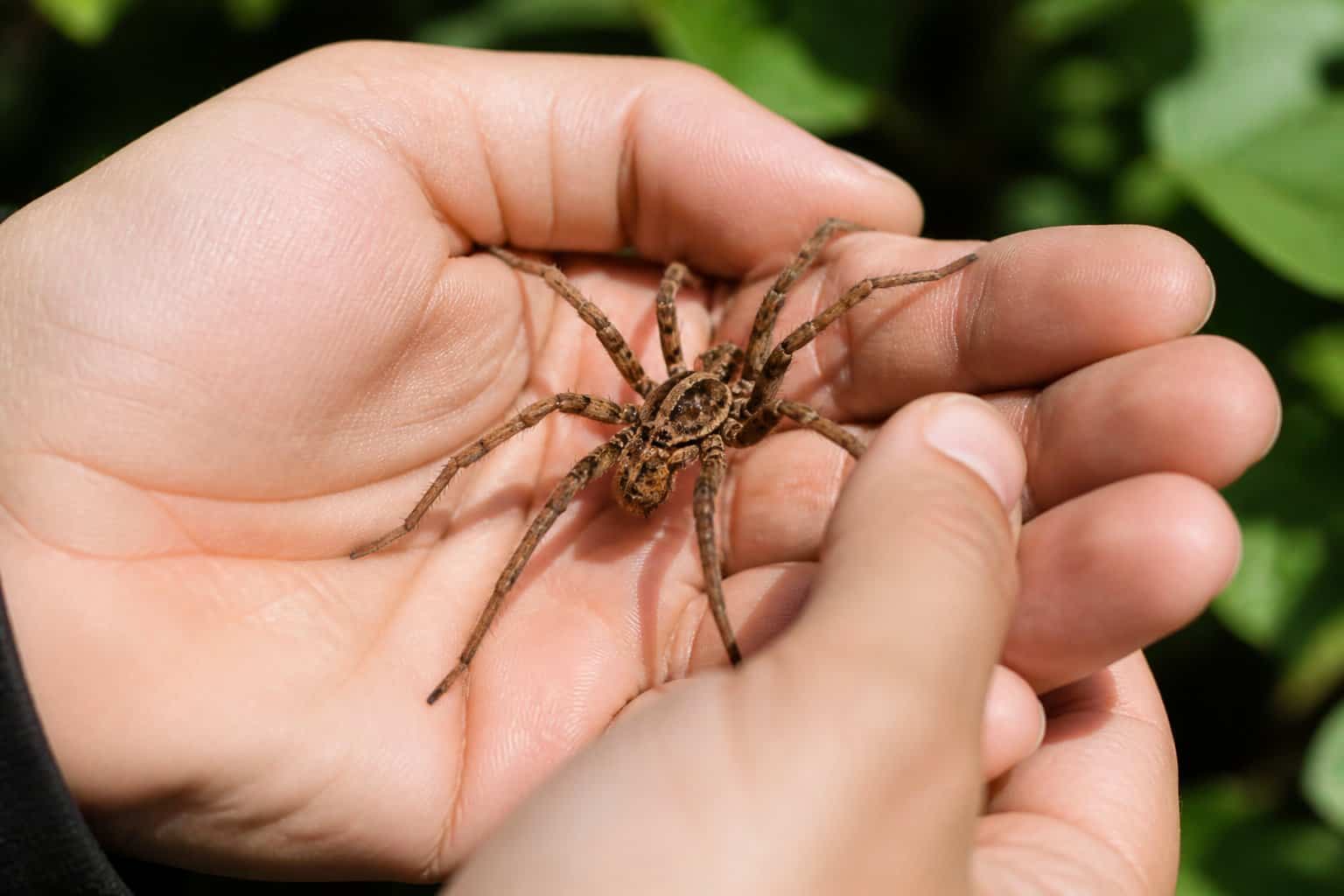 A human hand gently holding a large spider on a green leaf outdoors.