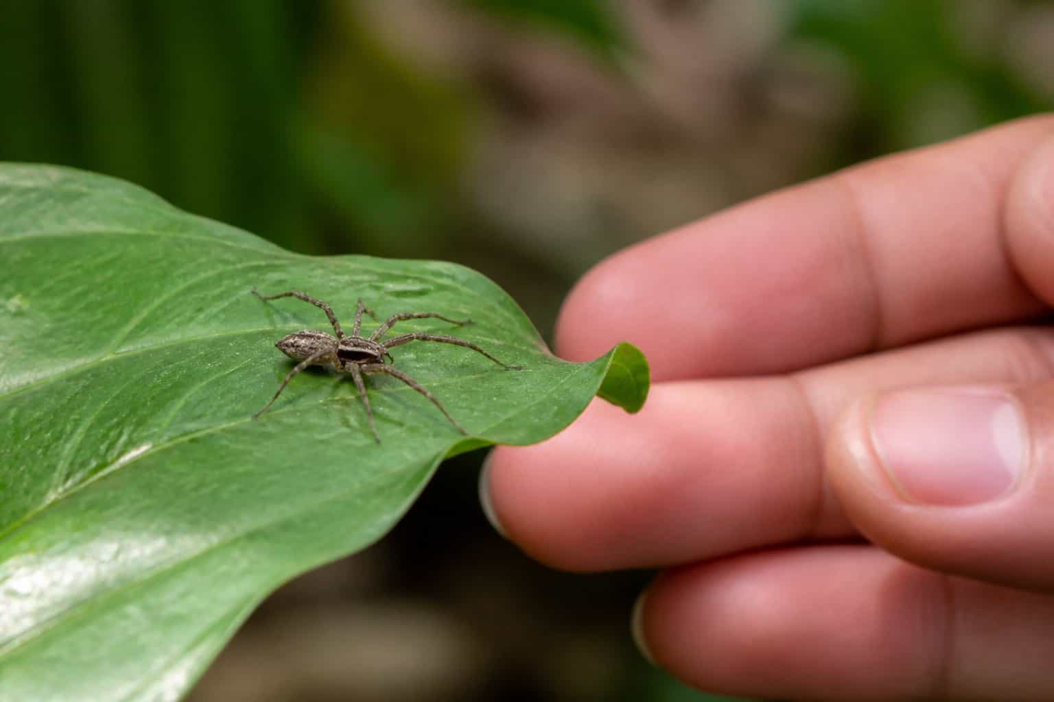 A close-up of a spider on a green leaf with a human hand gently nearby.