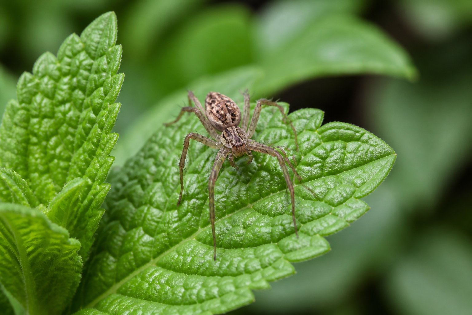 Spiders Like Peppermint Oil? What To Know Spiders Like Peppermint Oil? What To Know