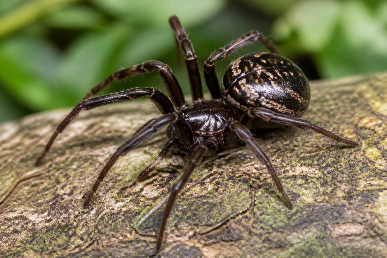 Close-up of a spider similar to a false widow on a leaf with a blurred green background.