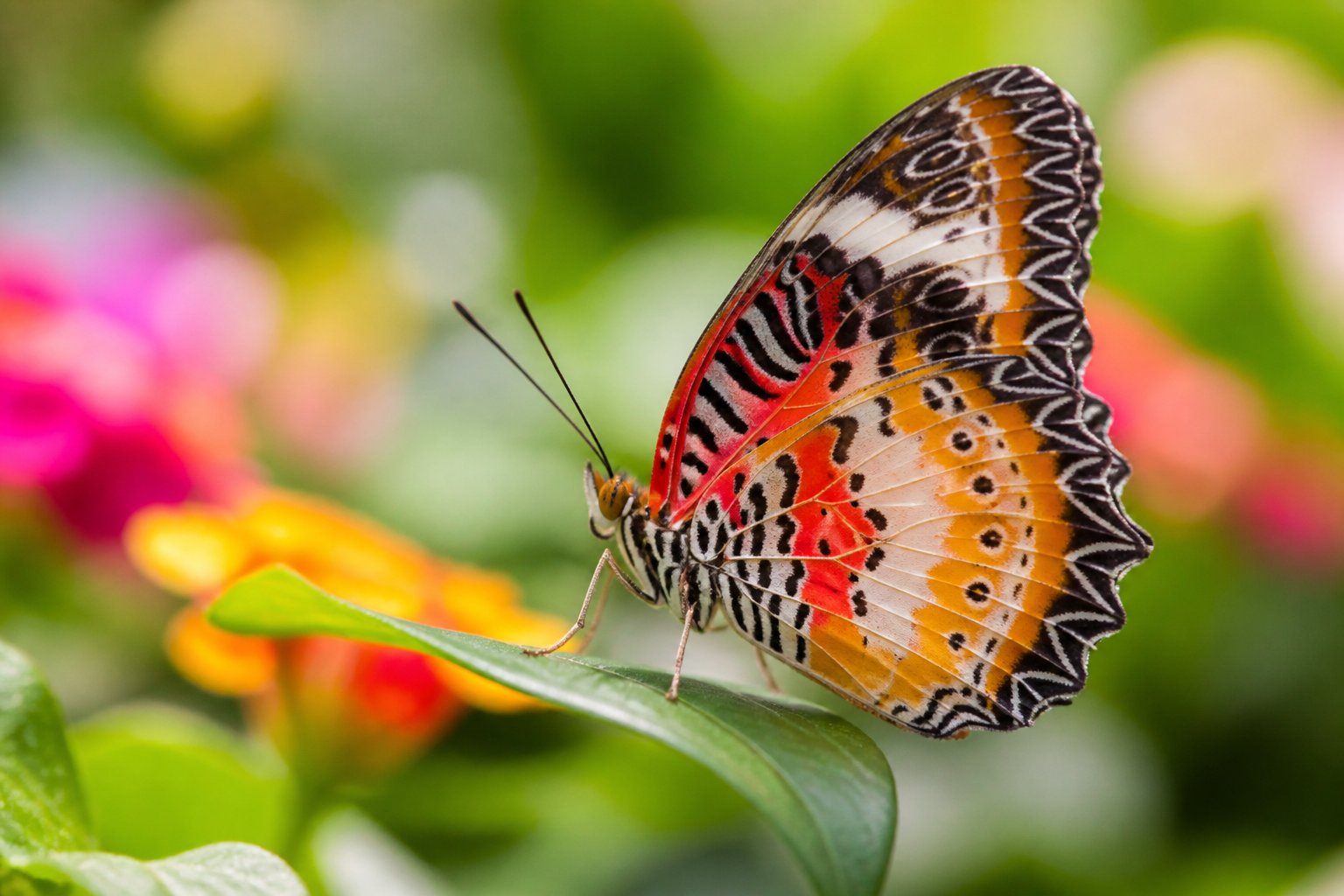 A close-up of a colorful butterfly resting on a green leaf in a sunlit garden with blurred greenery and flowers in the background.
