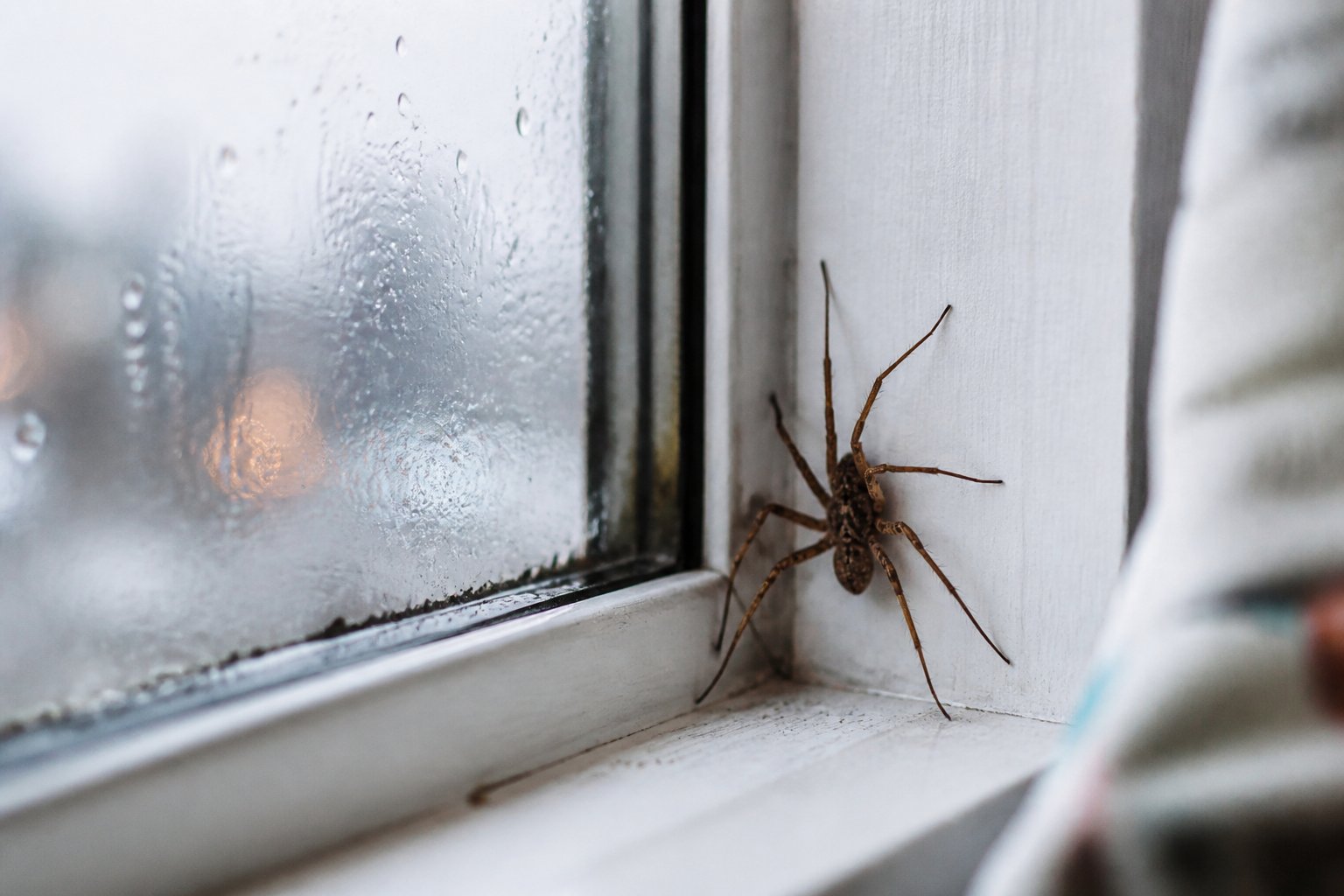 A house spider on a windowsill inside a home with raindrops visible on the window outside.