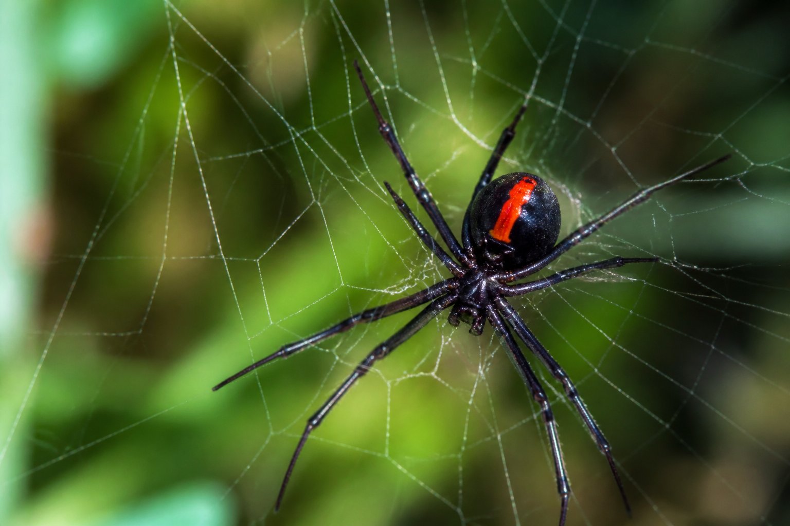Close-up of a redback spider on its web in a natural green environment.
