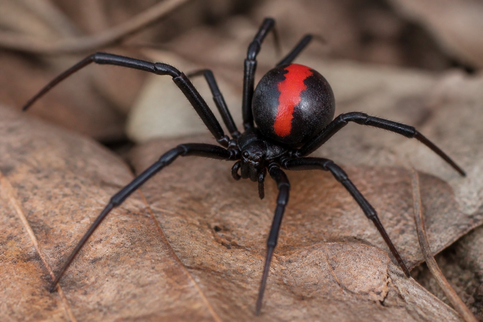 Close-up of a redback spider on natural ground showing its black body with a red stripe on the abdomen.