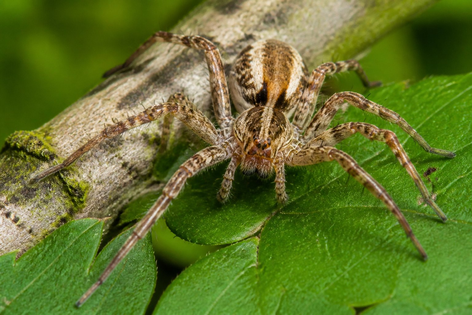 Close-up of a spider on green leaves in a garden setting.