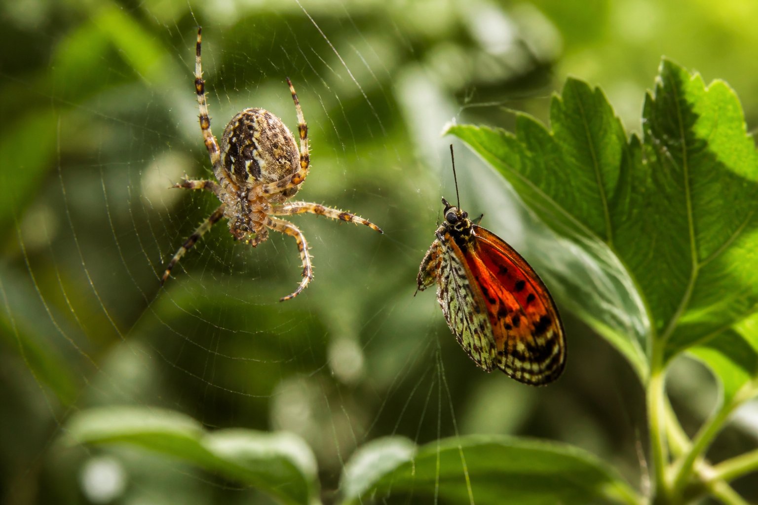 Close-up of a spider on its web near a colorful insect in a green natural environment.
