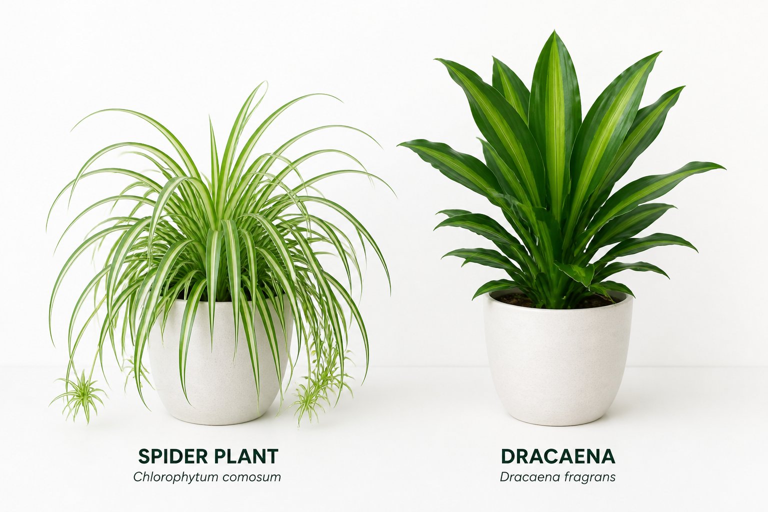 Two green potted plants side by side on a white background, showing the differences between a spider plant and a dracaena.