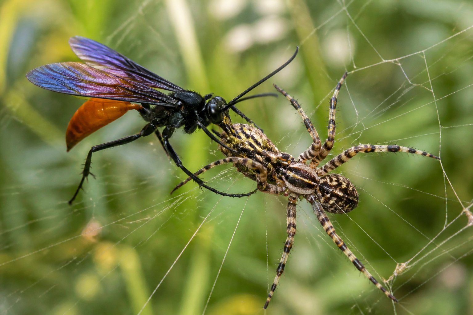 A spider wasp approaching a spider in a natural outdoor setting surrounded by green foliage.