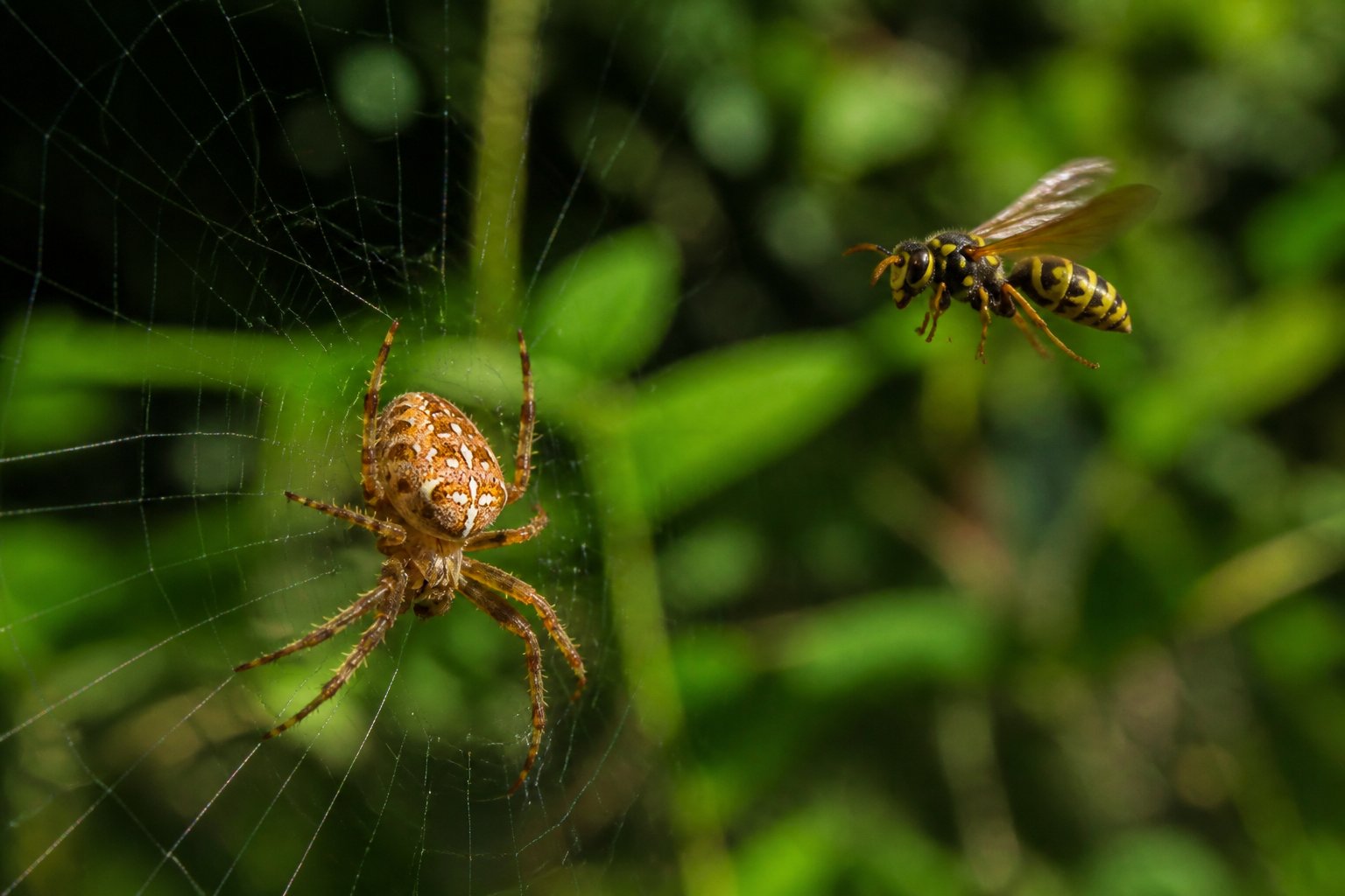 Close-up of a spider on its web with a wasp hovering nearby in a green natural environment.