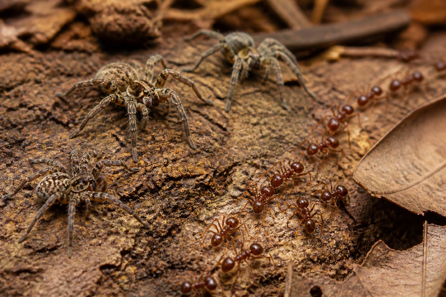 Spiders Vs Ants: Key Differences Explained Spiders Vs Ants: Key Differences Explained