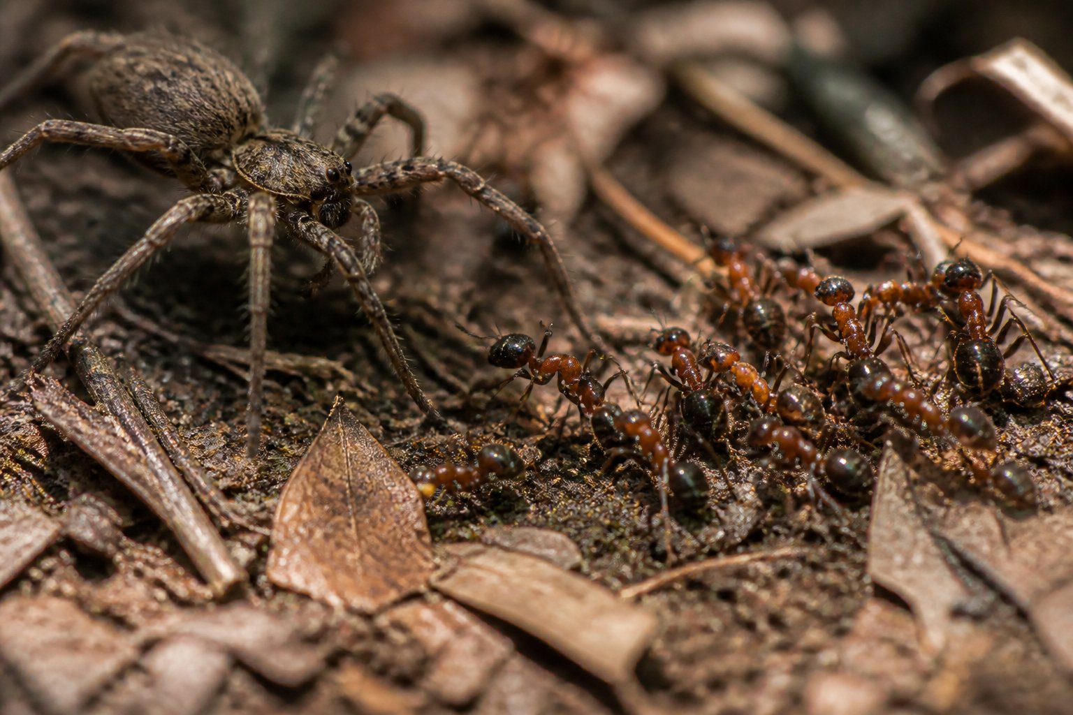 Close-up of a spider approaching a group of ants on the forest floor, showing their interaction in nature.
