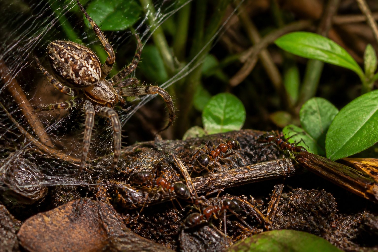 Close-up view of a spider on its web near the ground with ants walking on soil and leaves around it.