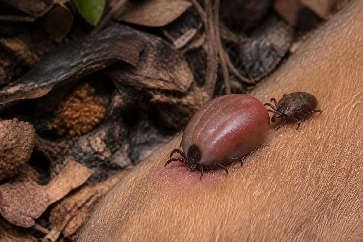 Adult ticks mate and feed on a mammal near a cluster of eggs beneath leaf litter.