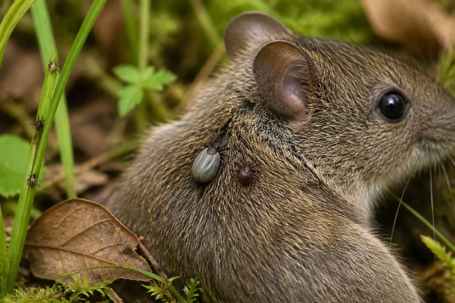 Two ticks on the fur of a small wild mammal in a woodland habitat.