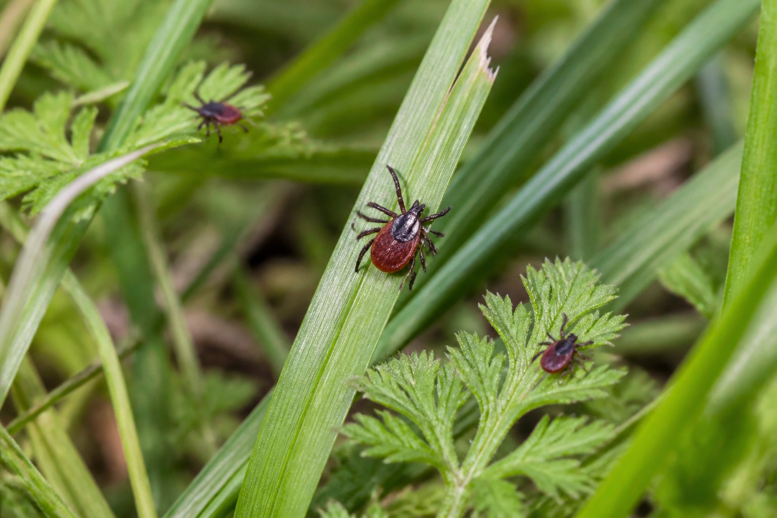 Can I See Ticks? Size, Stages, And Identification Can I See Ticks? Size, Stages, And Identification