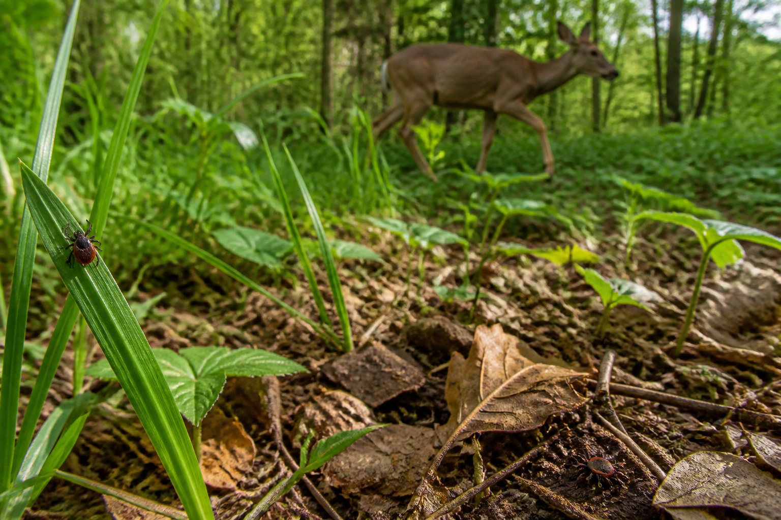 A tick rests on grass in a leafy woodland habitat while a deer moves in the background.