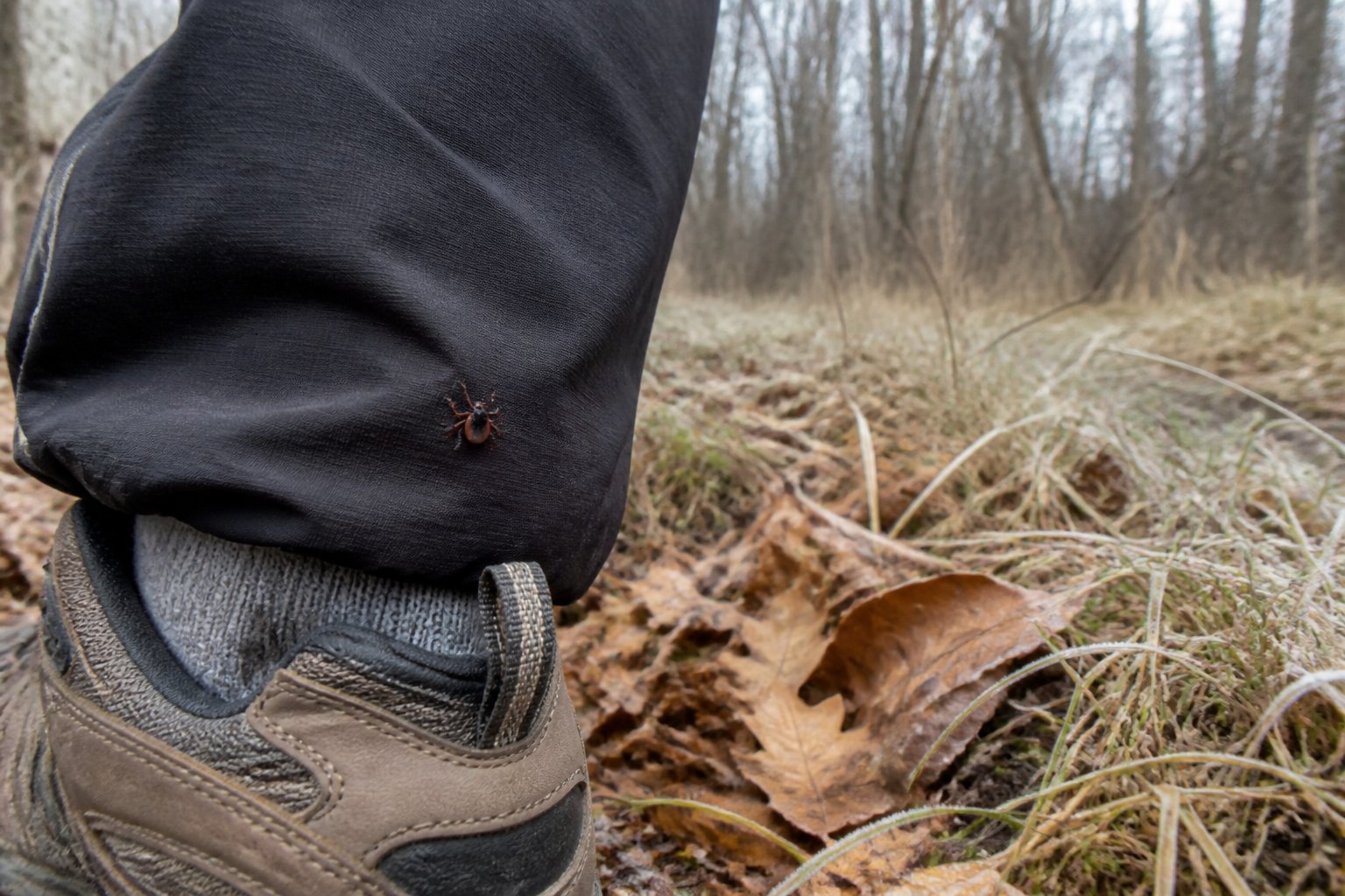 A tick on the lower pant leg of a person walking through leaf litter in a winter woodland.