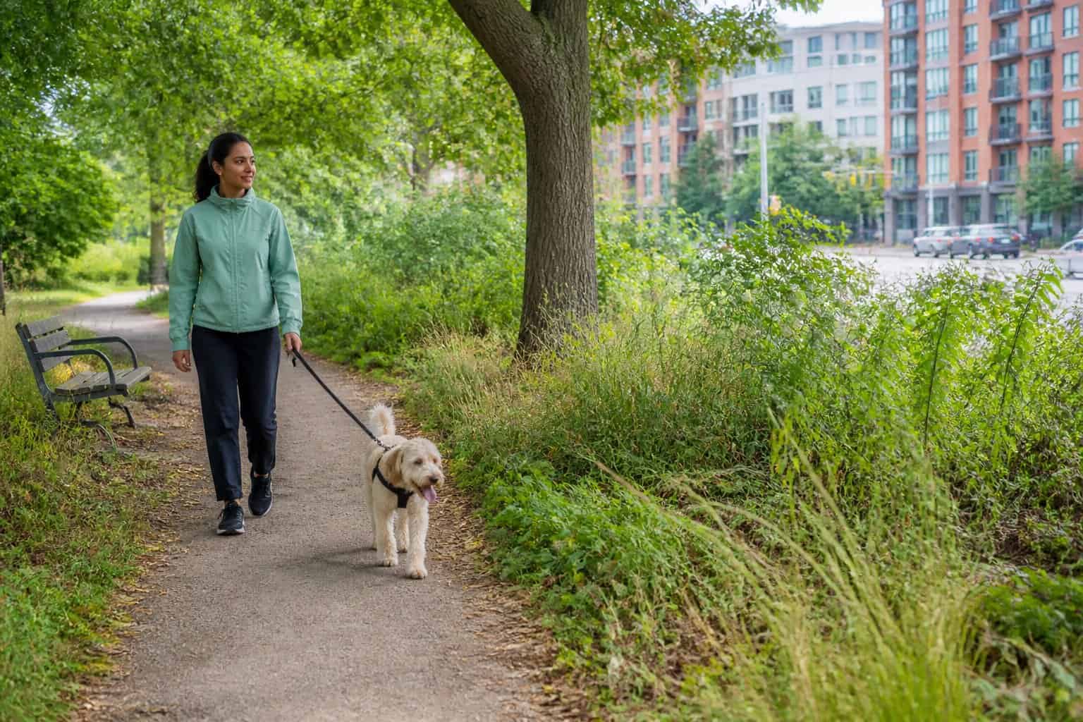 A person walking a dog on a city park path beside tall grass and dense vegetation.