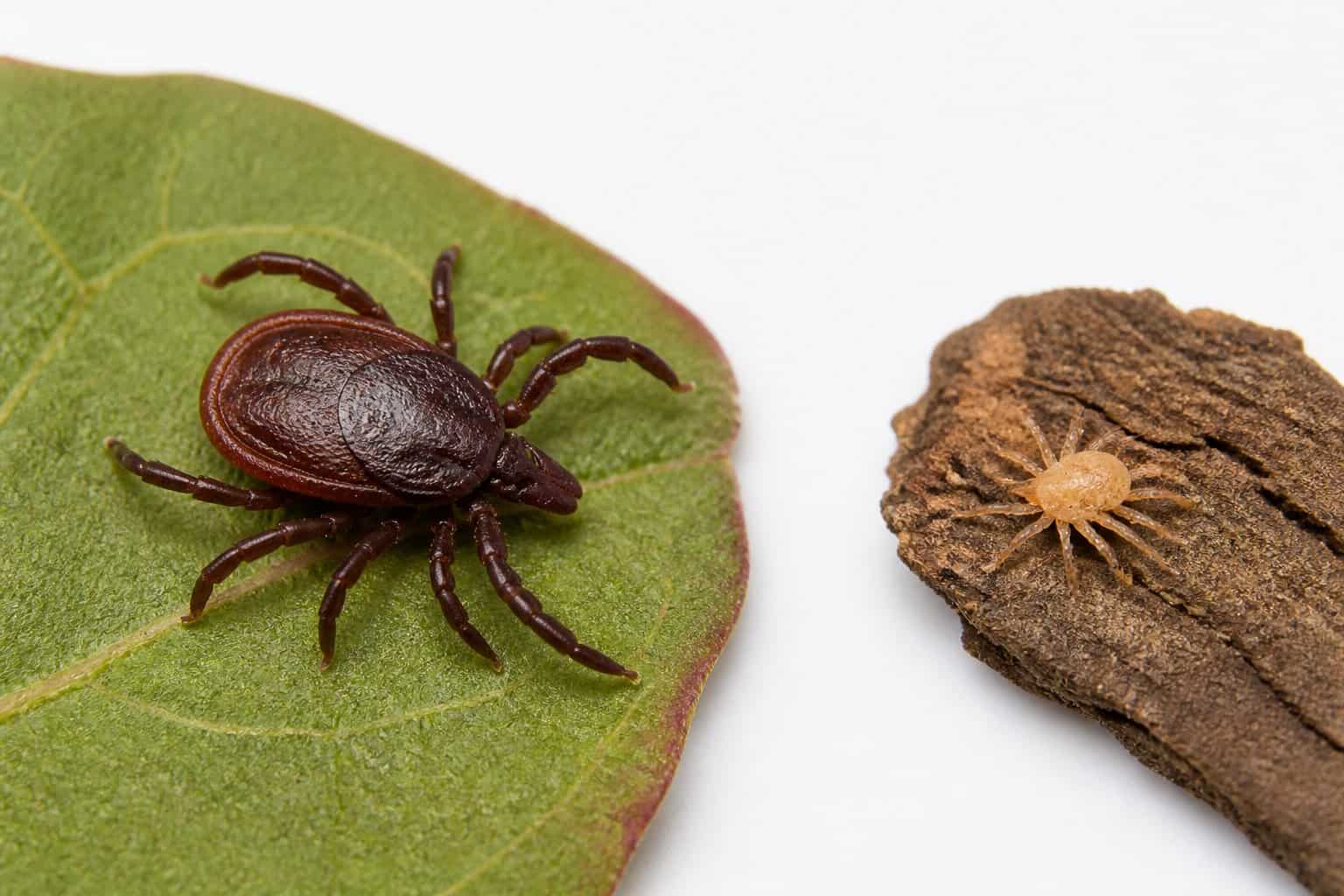 A tick and a much smaller mite are shown side by side on natural surfaces.