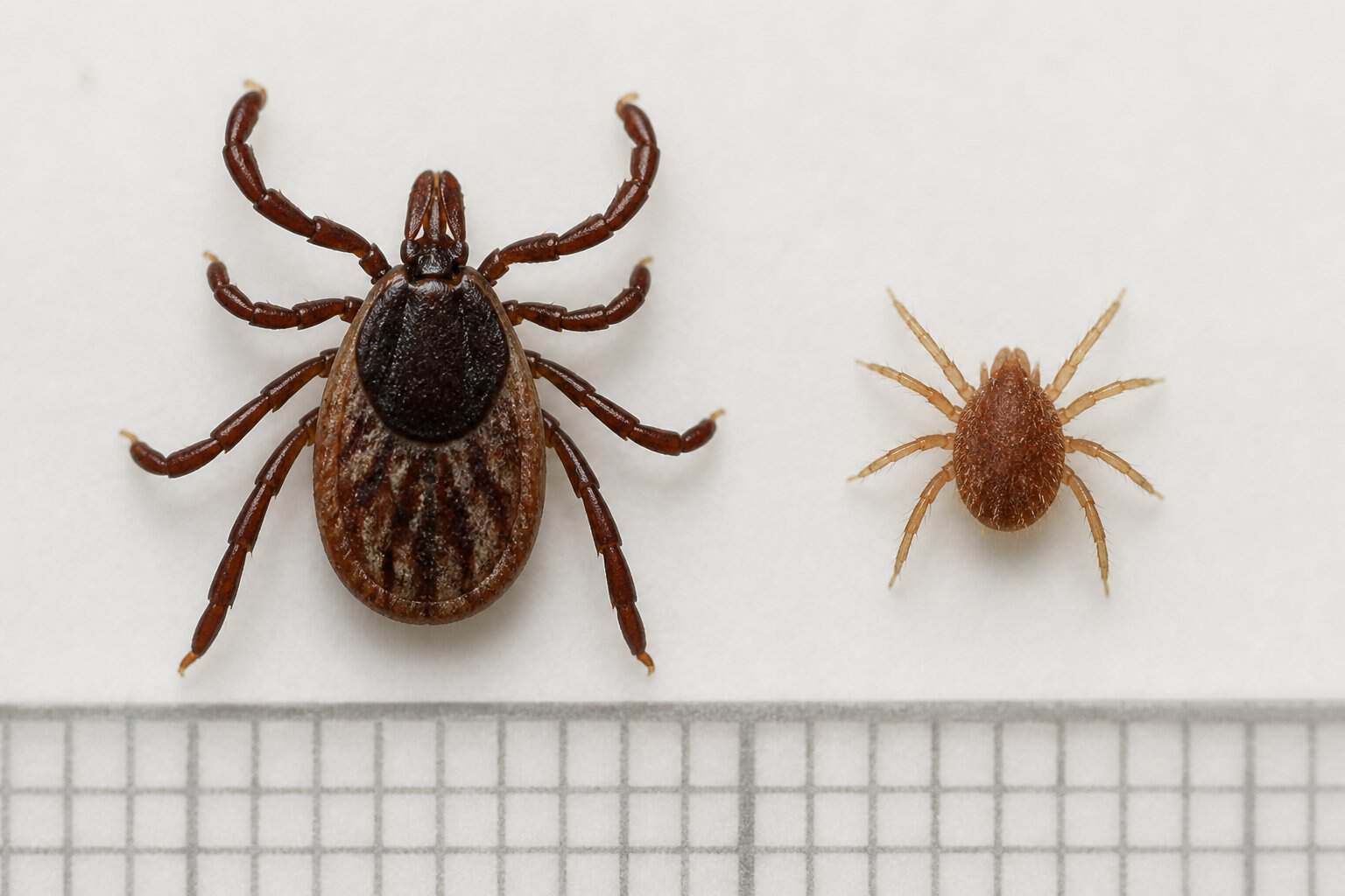 A tick and a much smaller mite shown side by side for visual comparison.