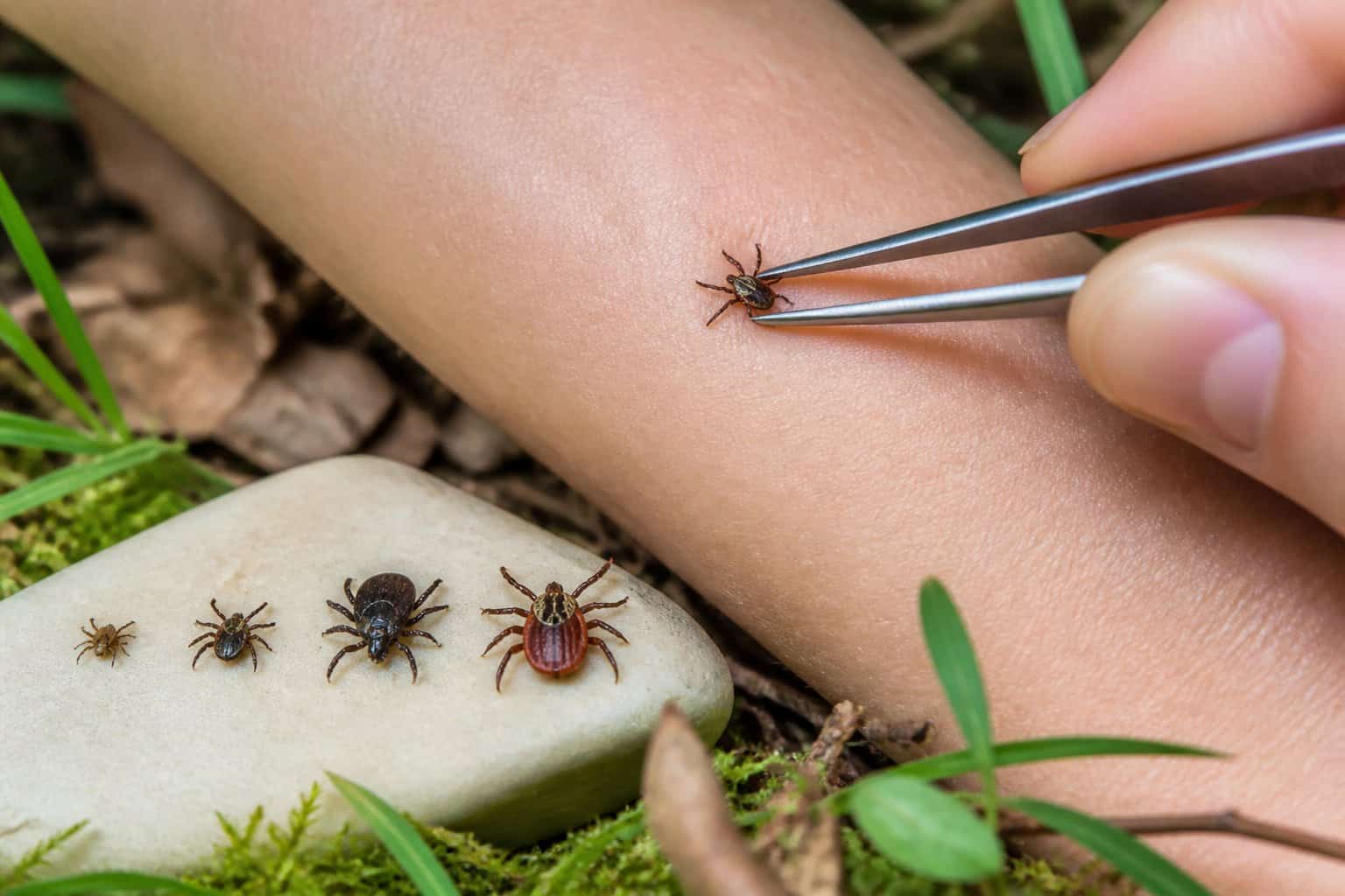 A person examines different sizes and types of ticks with tweezers on a natural outdoor surface.